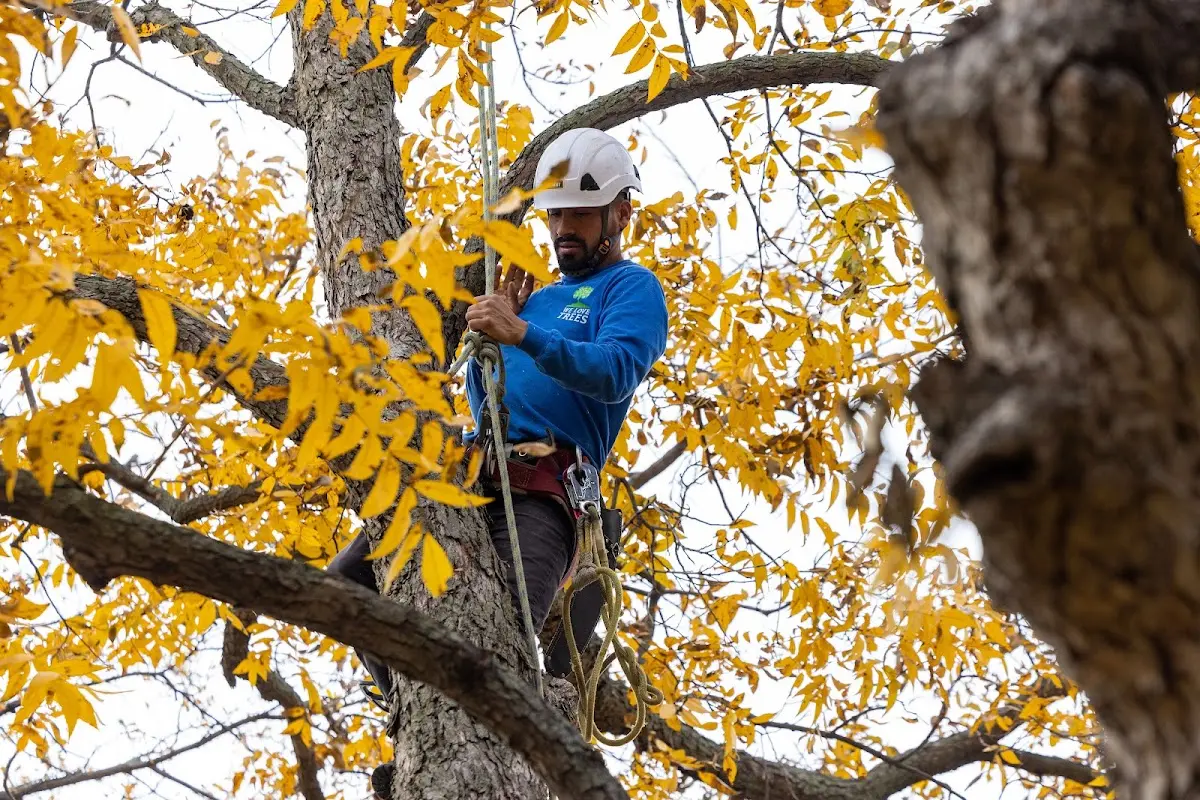 Skilled Tree Planing crew working in Elliott